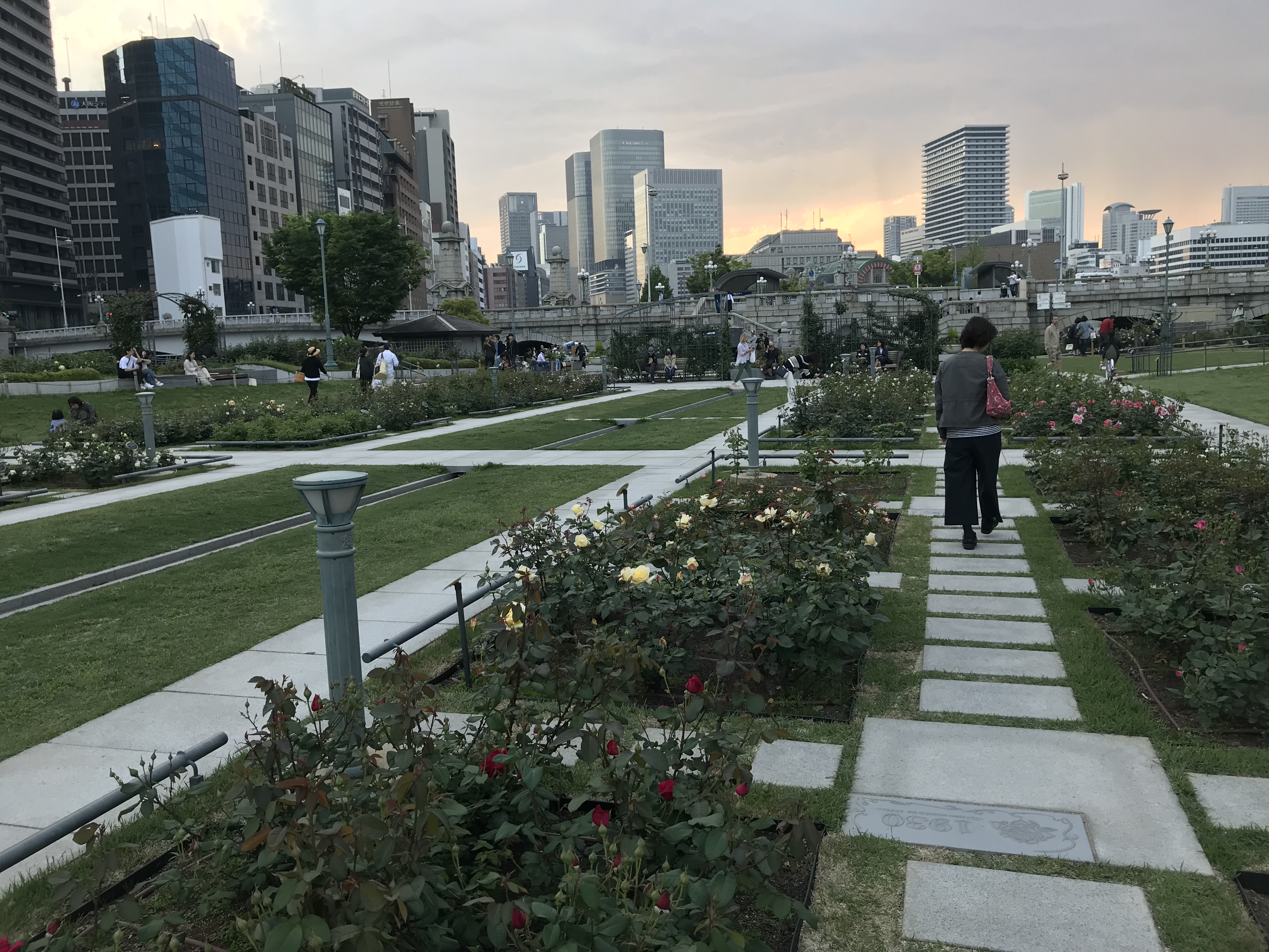 190524　中之島バラ園