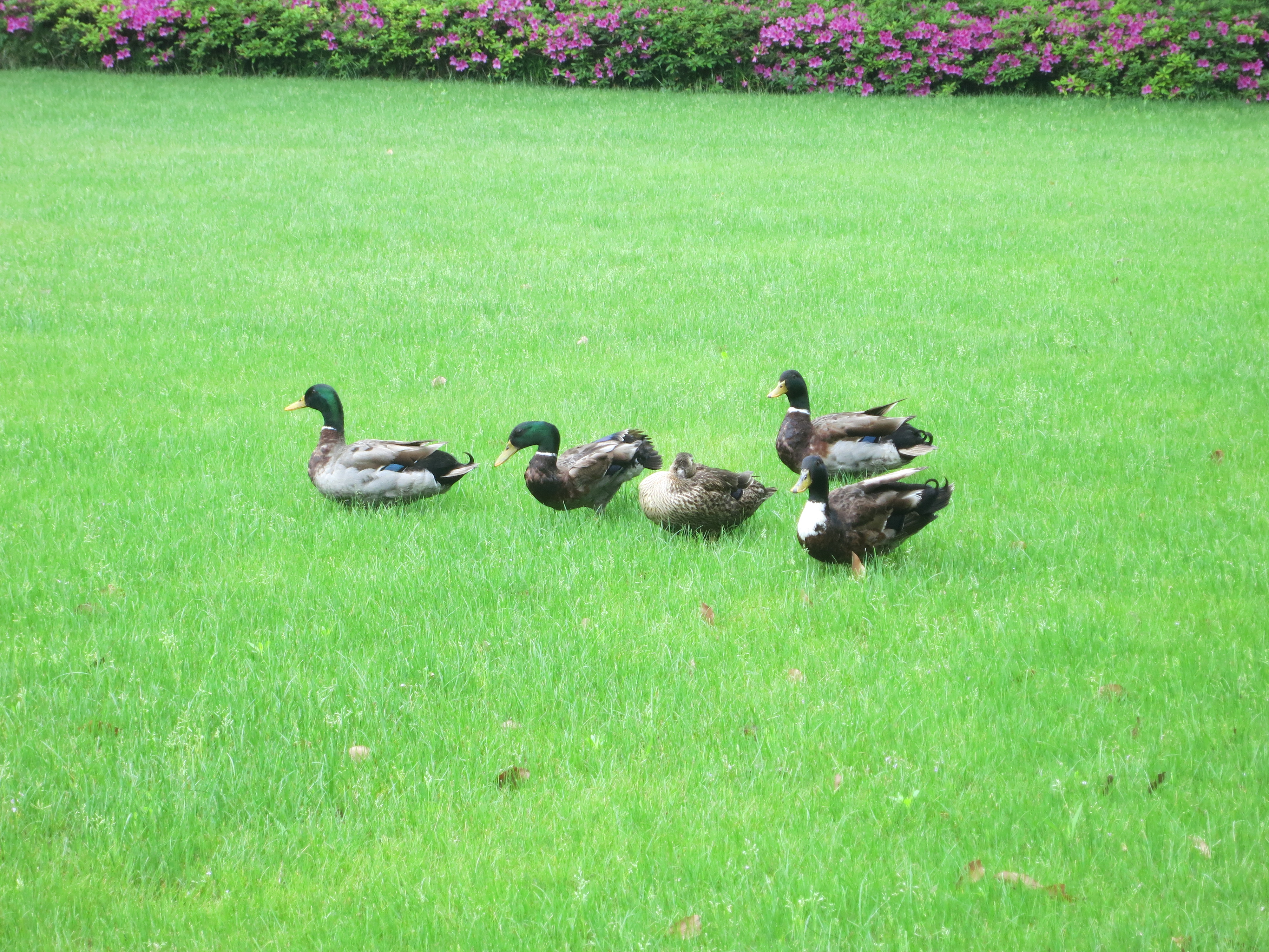 19061３　中国の公園２