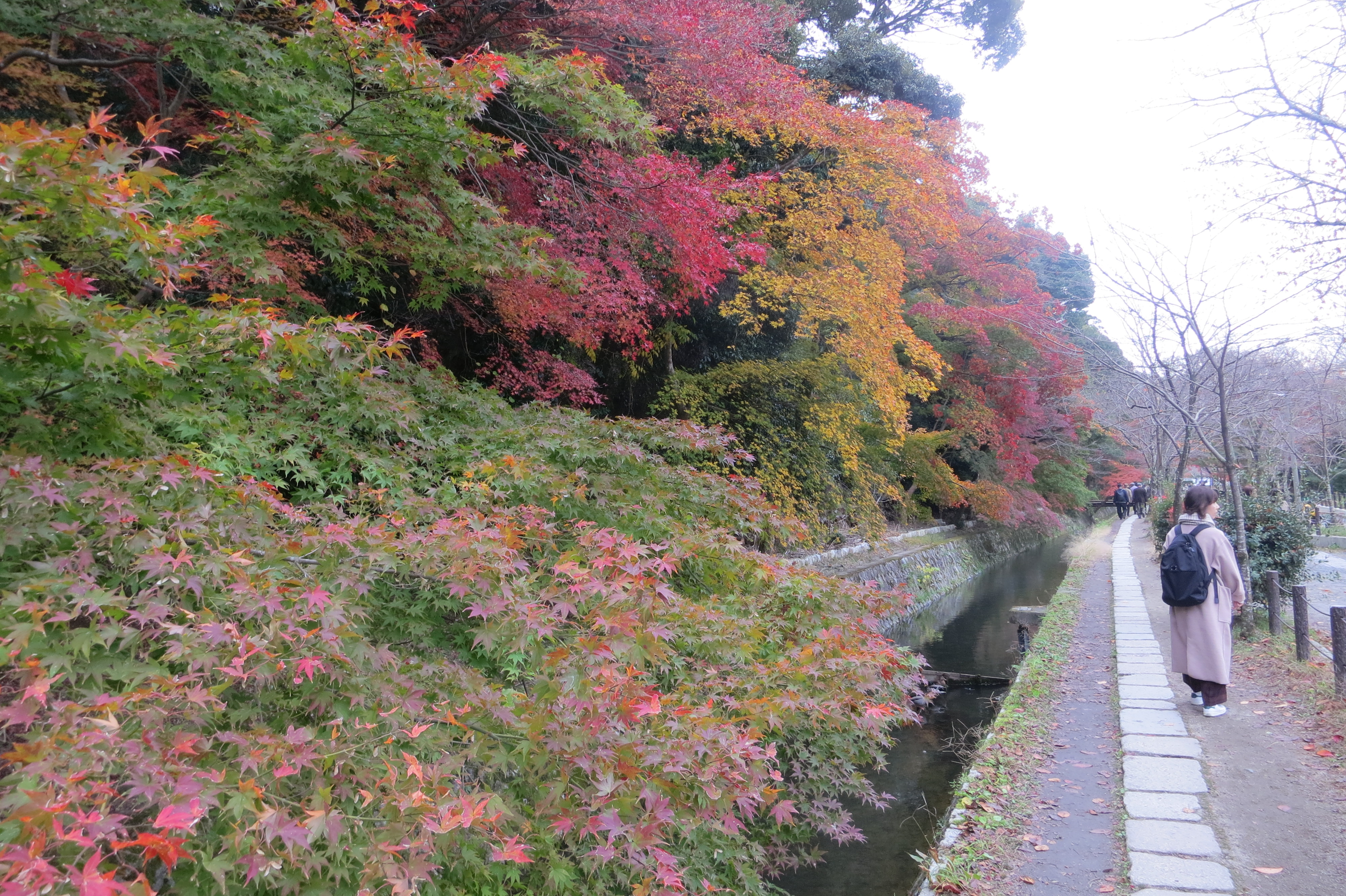 200128　哲学の道の紅葉