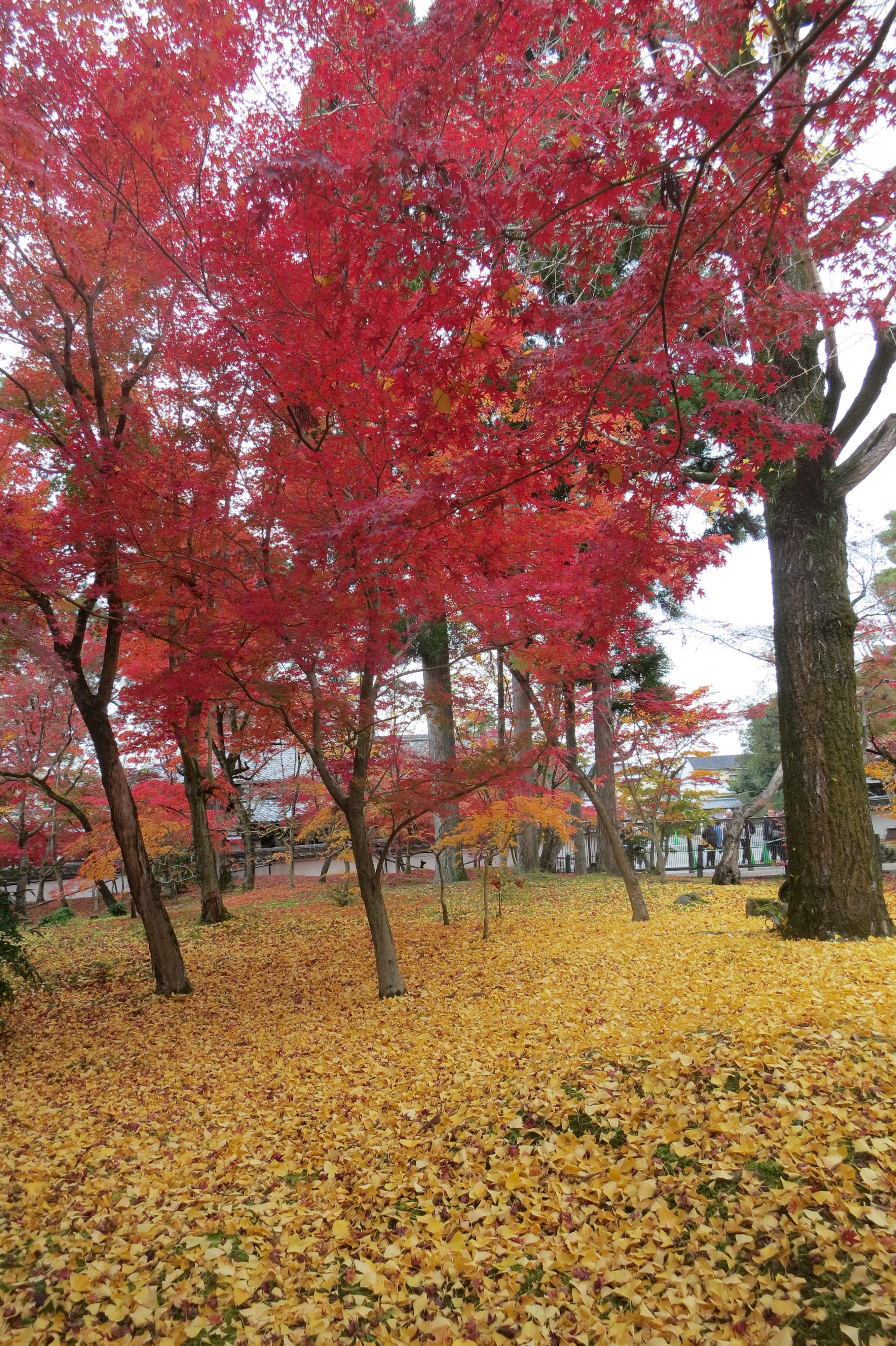 200124　永観堂の紅葉