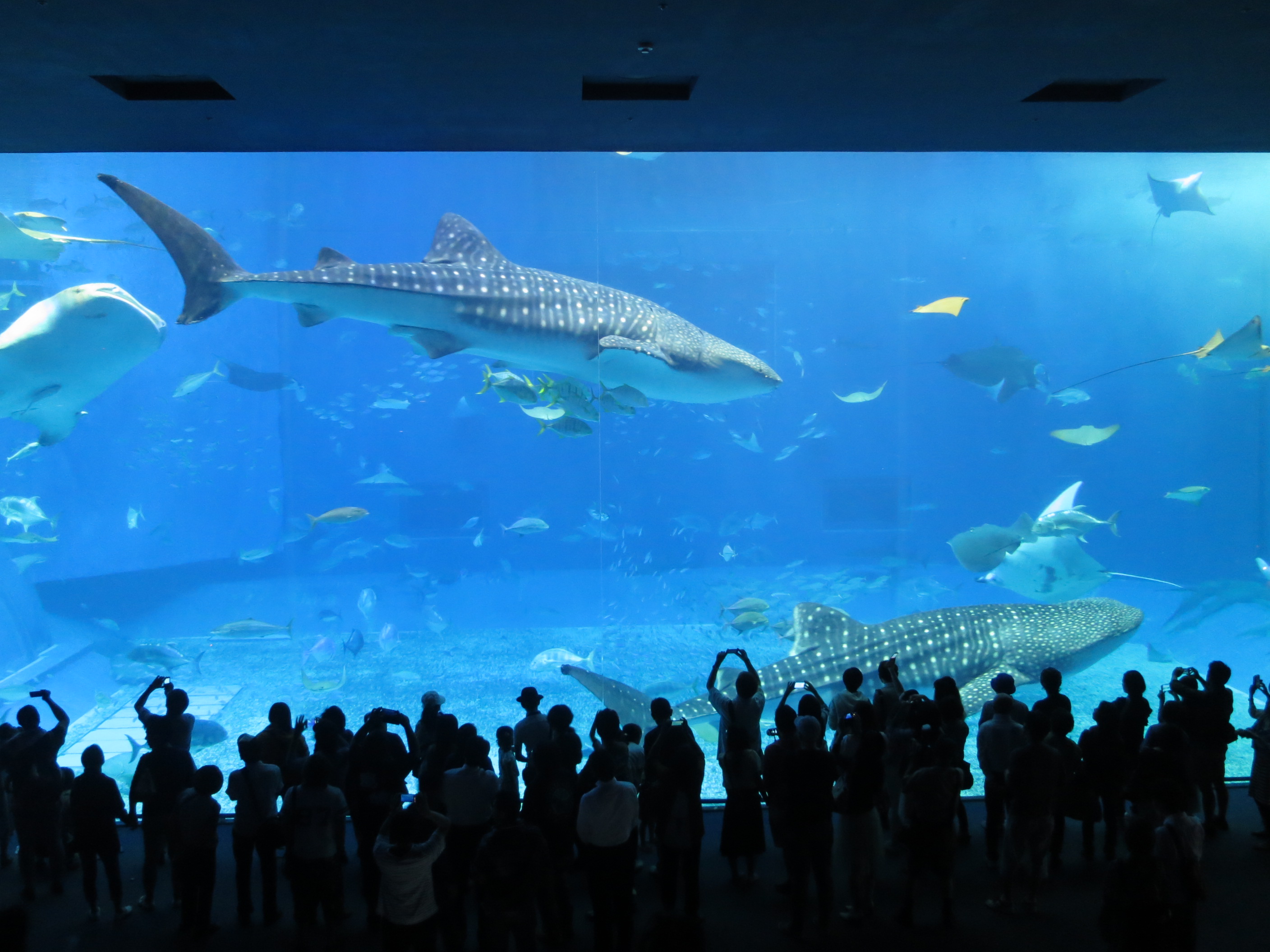 200214　美ら海水族館