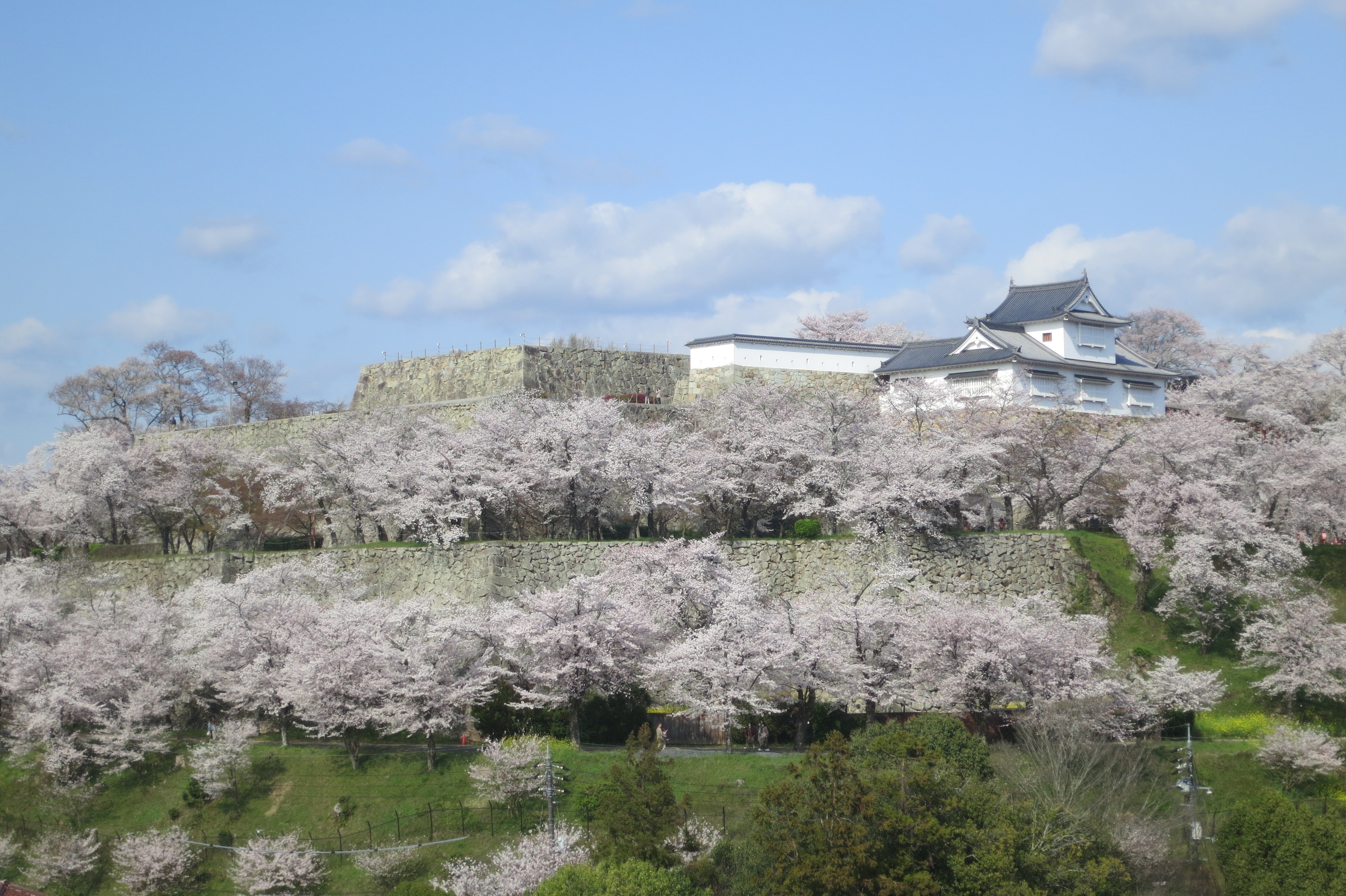 200409　桜（津山城　鶴山公園）