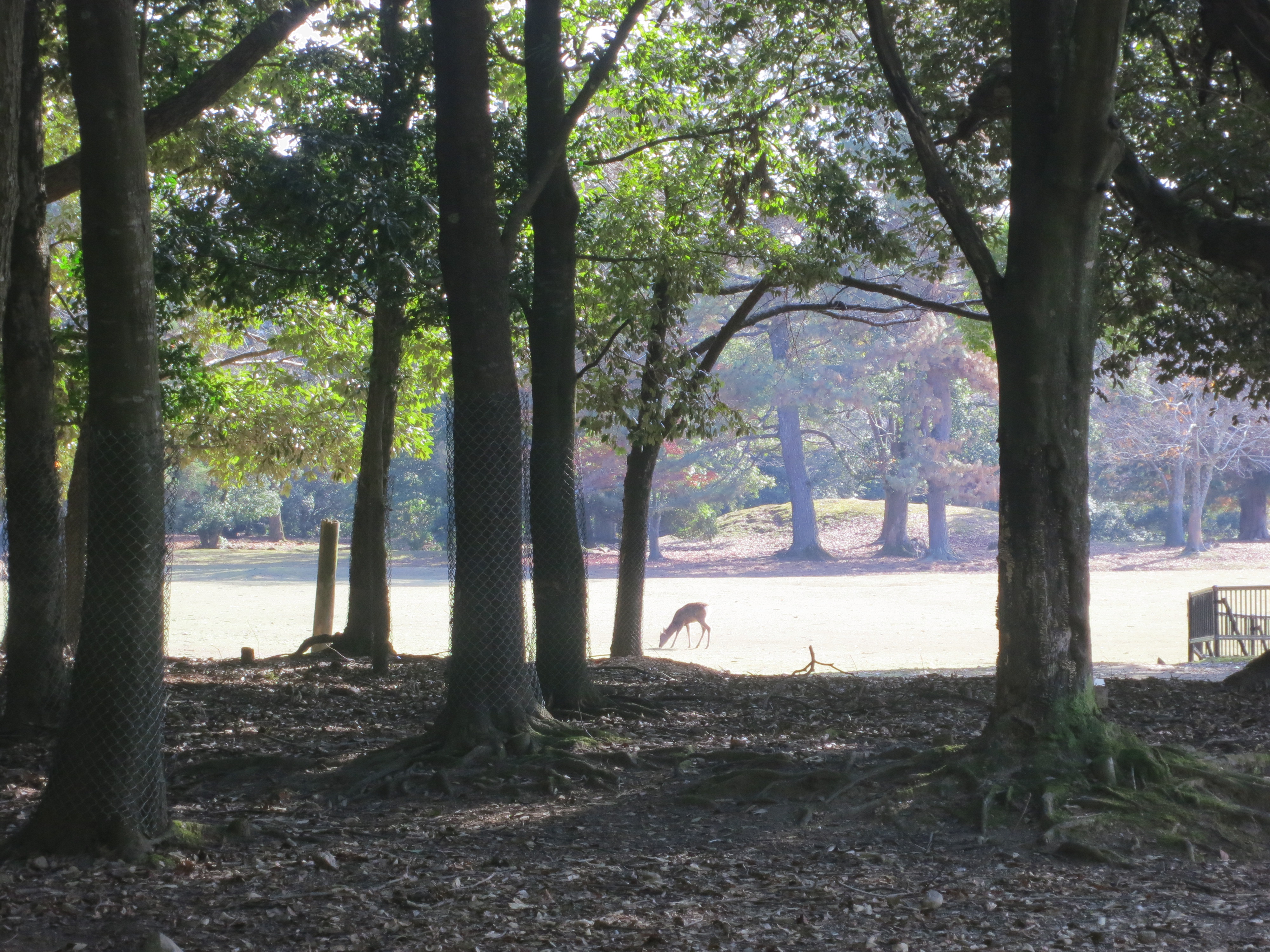 201203　奈良公園の鹿