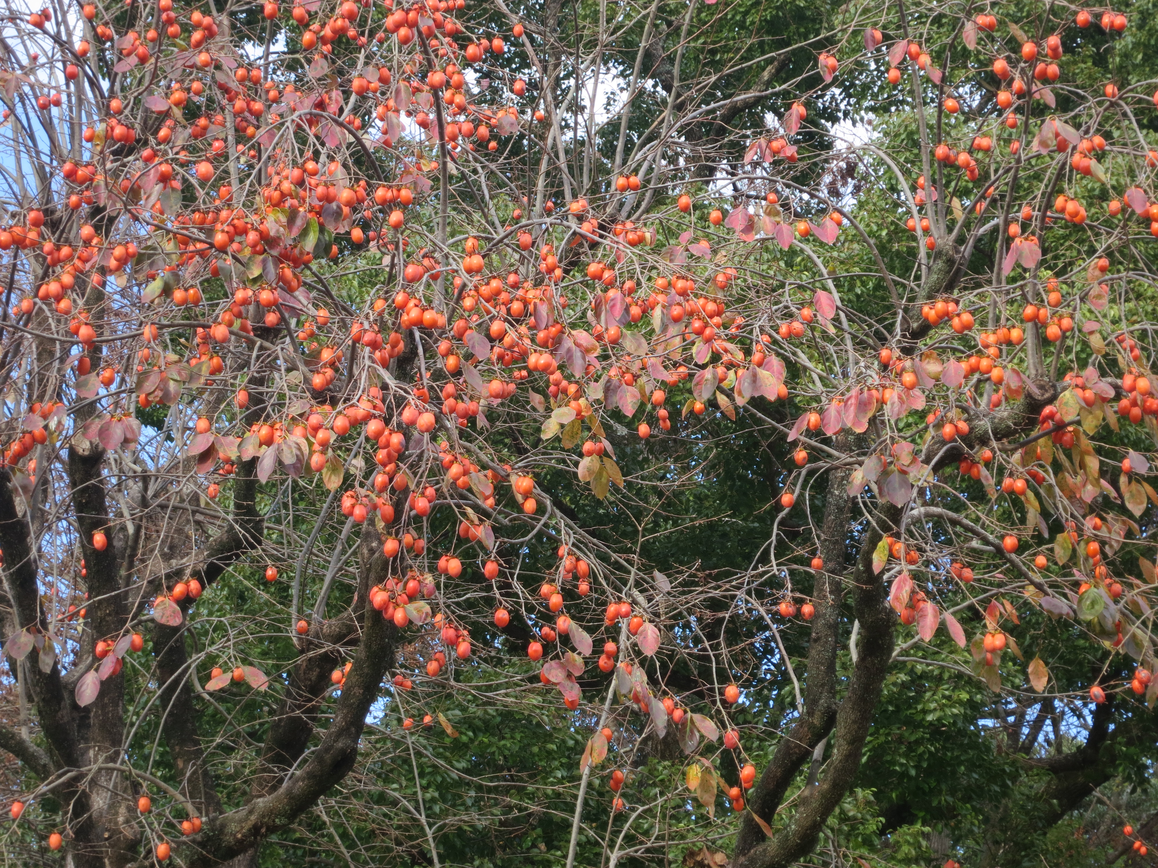 201215　渋柿
