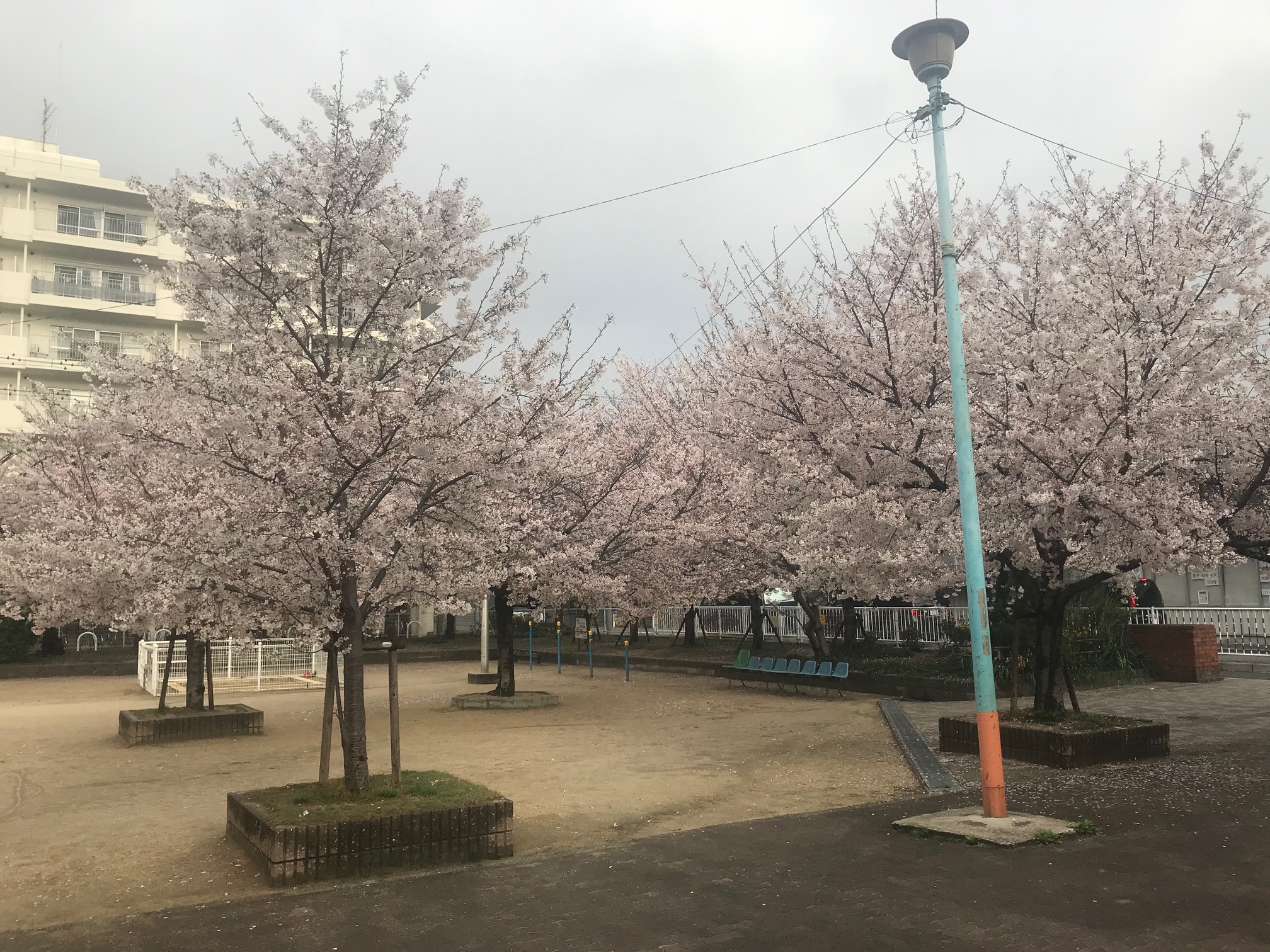 210329　桜満開