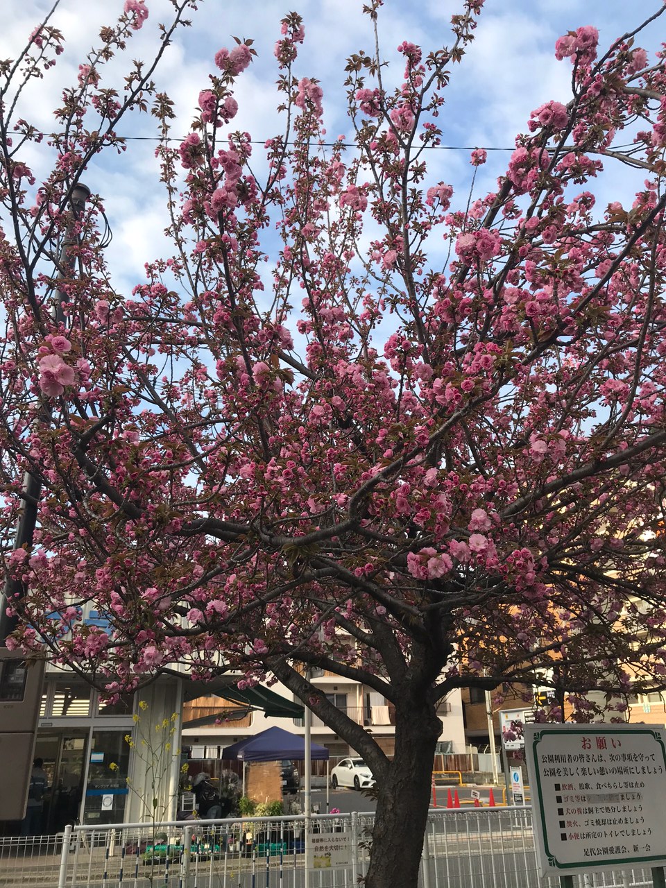 210405　八重桜