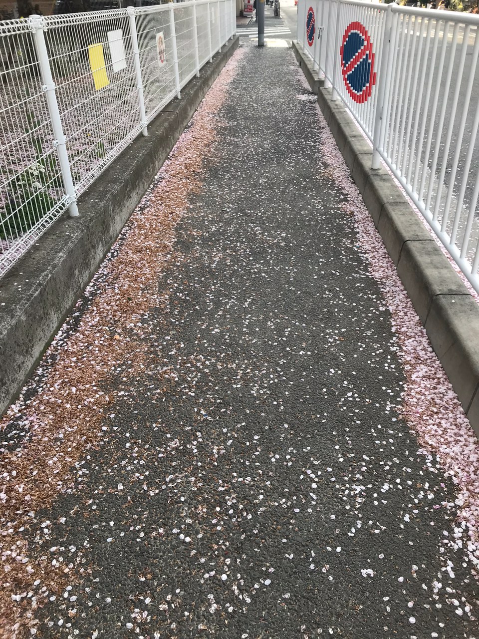 210406　桜の花道