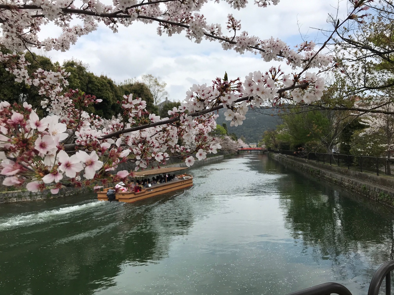 210420　京都　岡崎疎水と桜