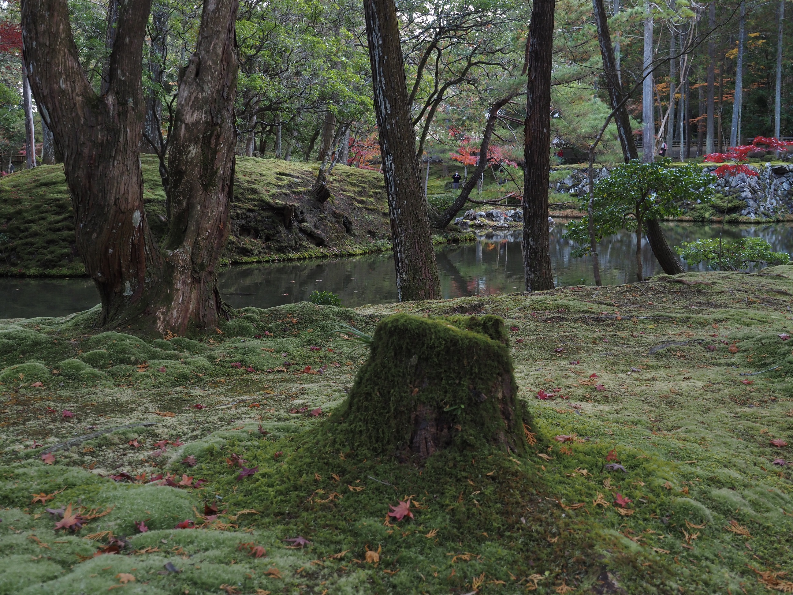 211216　京都　西芳寺（苔寺）庭園