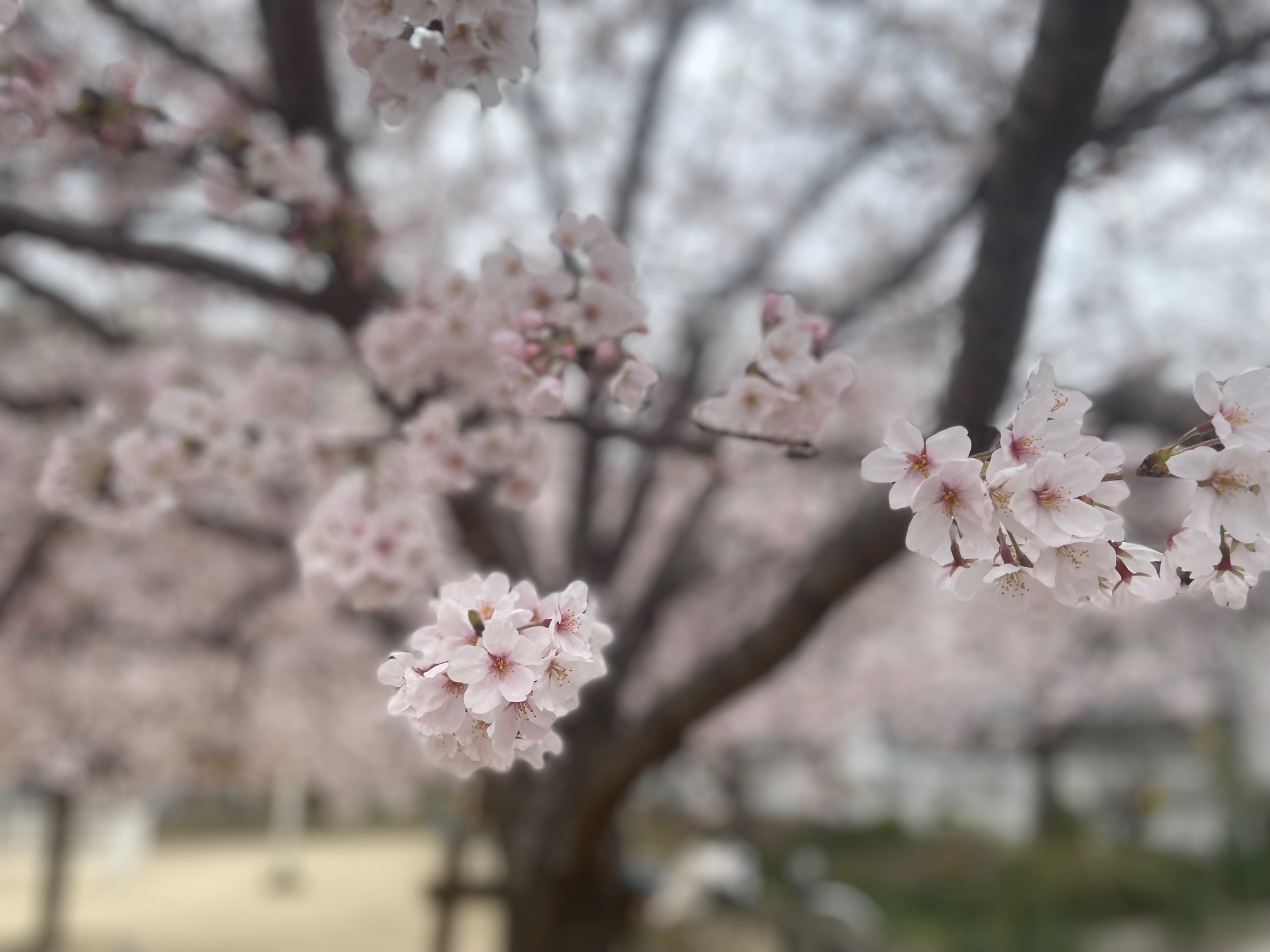 220411　桜の花びら