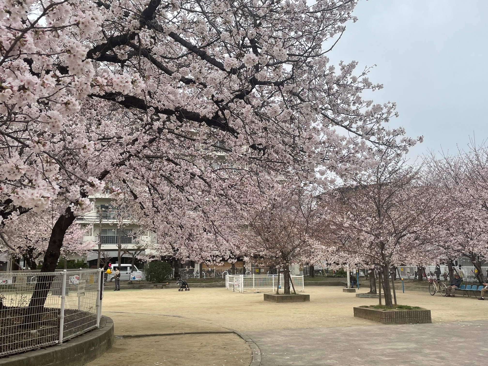 220408　近場の桜