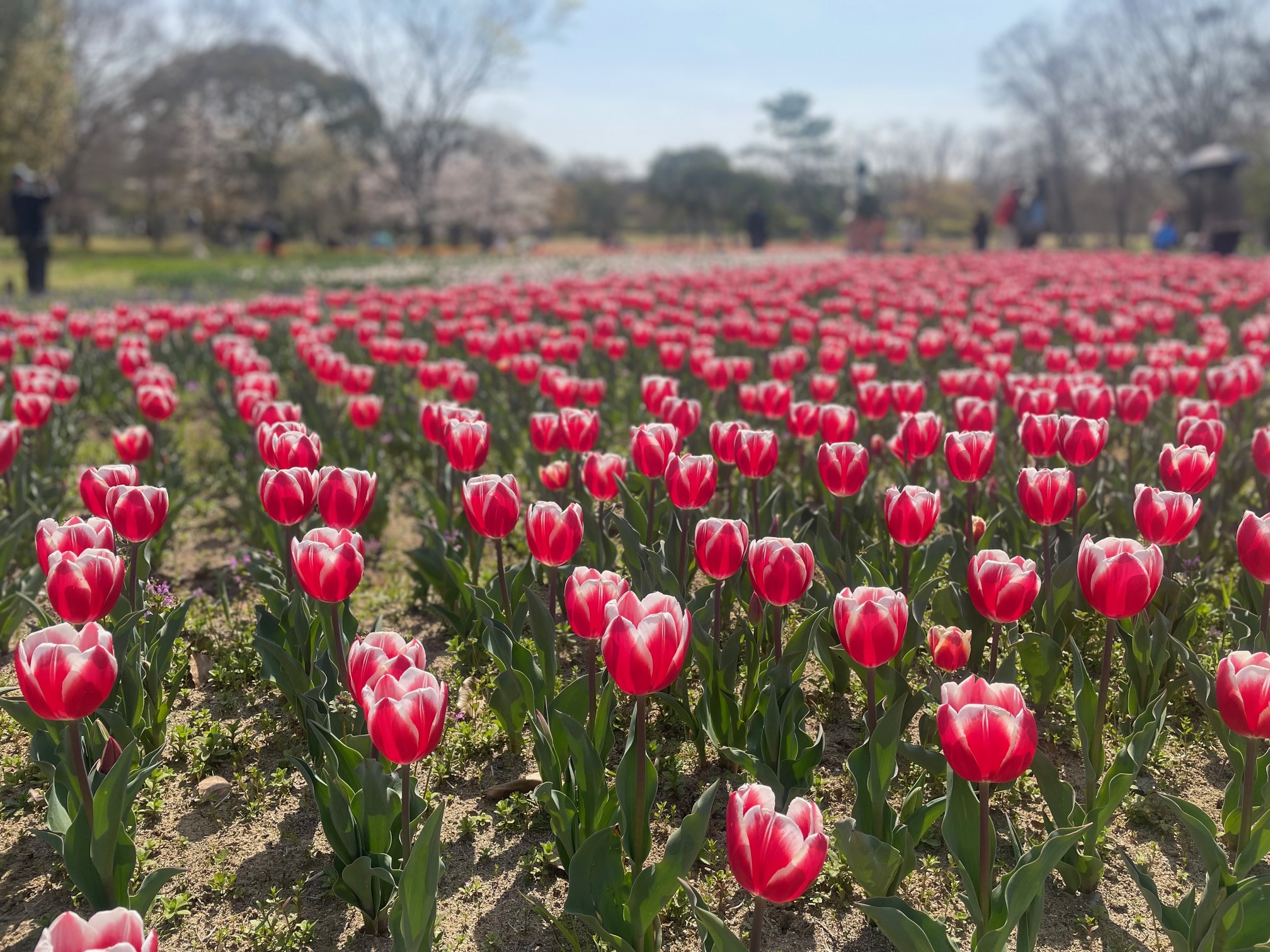 220419　万博公園のチューリップ