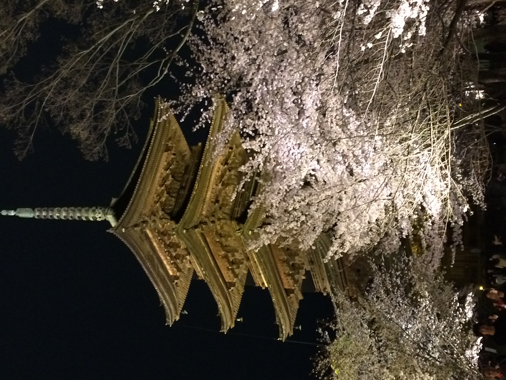 230322　東寺の夜桜