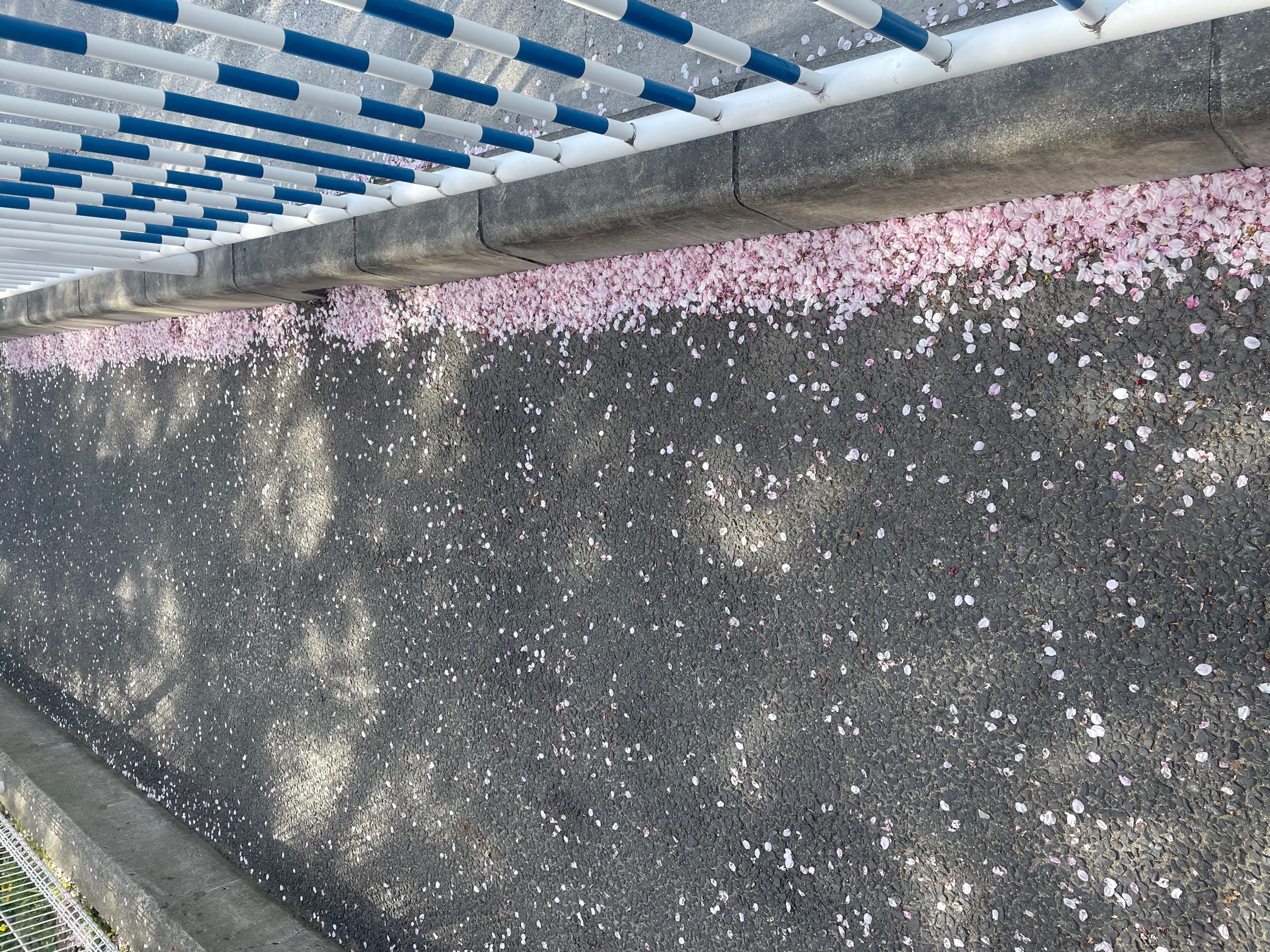 230328　桜吹雪