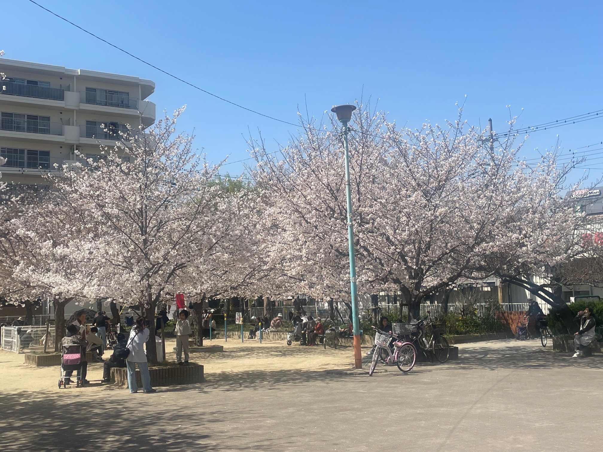 230327　桜満開