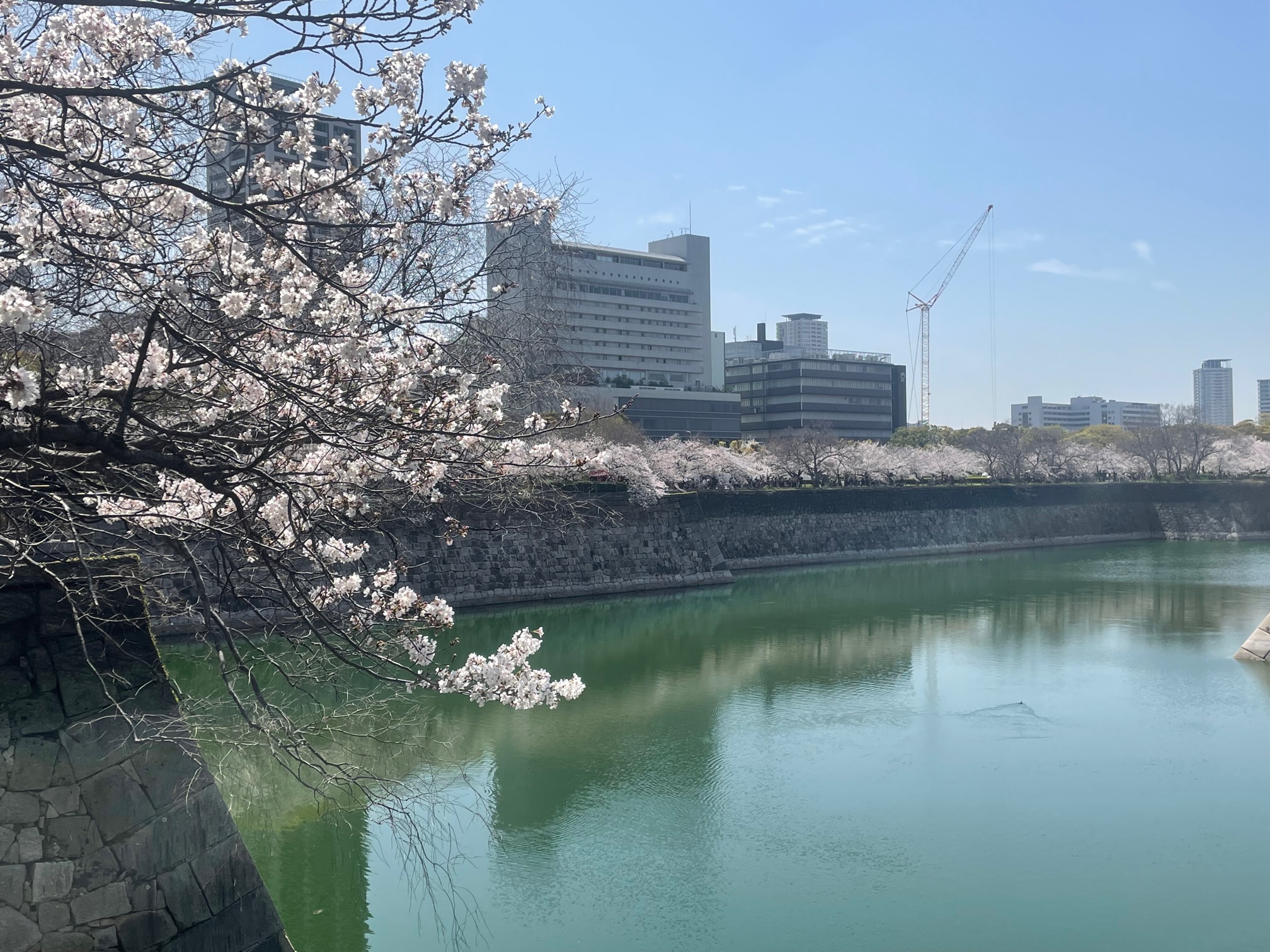 230324　桜満開の大阪城公園
