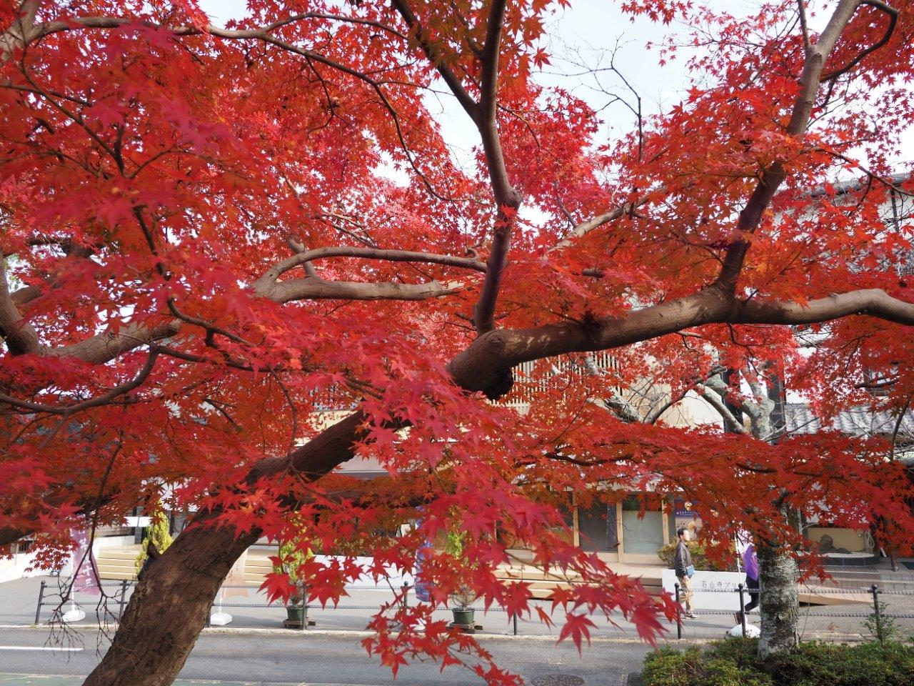 231205　石山寺の紅葉２